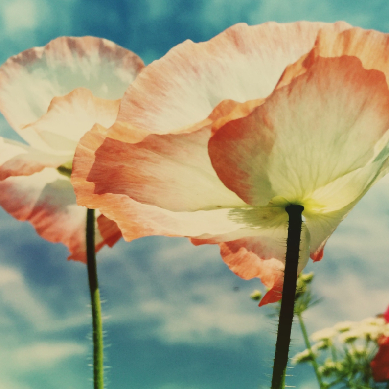 Bloemenkaarten -  twee klaprozen voor jou