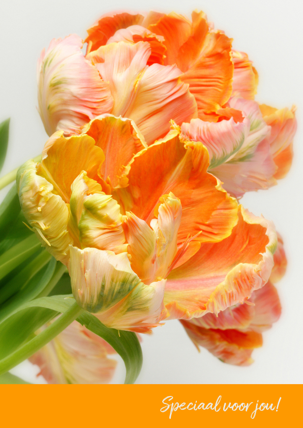 Verjaardagskaart PapegaaiTulp OT - Bloemenkaarten Bloemenkaarten - Verjaardagskaart PapegaaiTulp OT