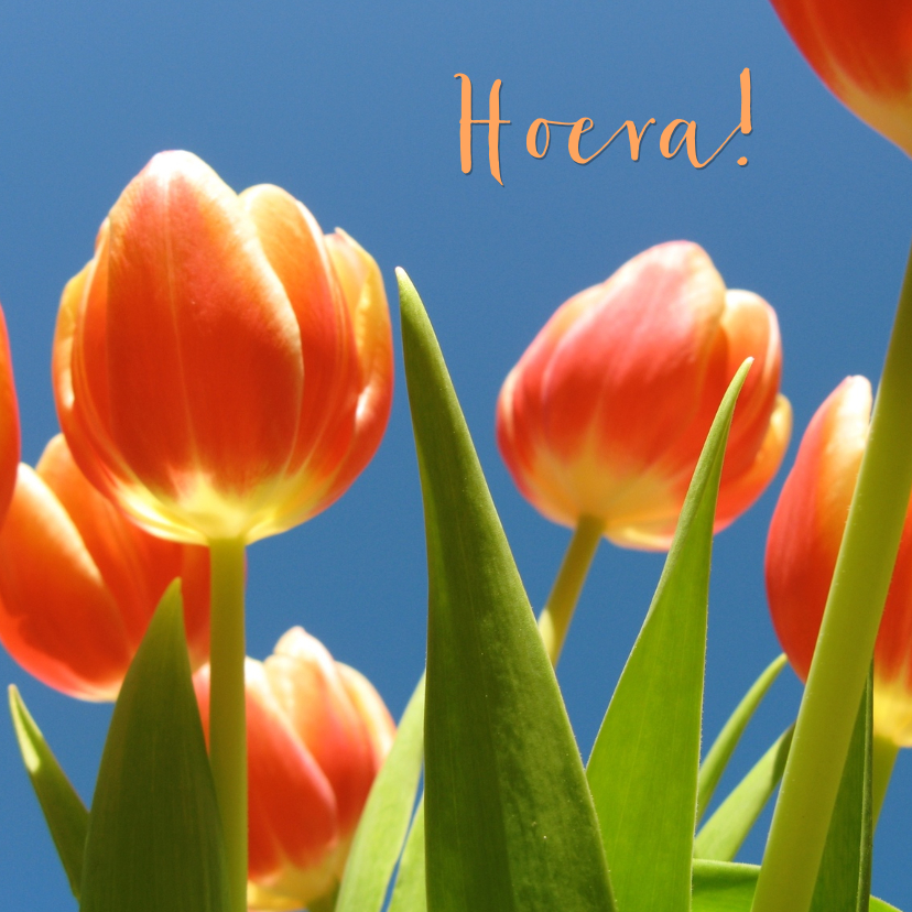Bloemenkaarten - verjaardagskaart tulpen XIII -LB
