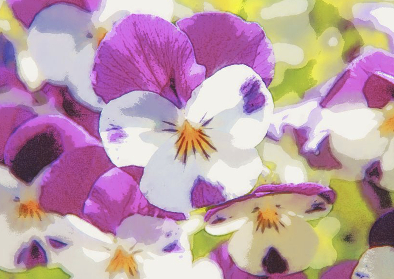Bloemenkaarten - viooltjes op ansicht