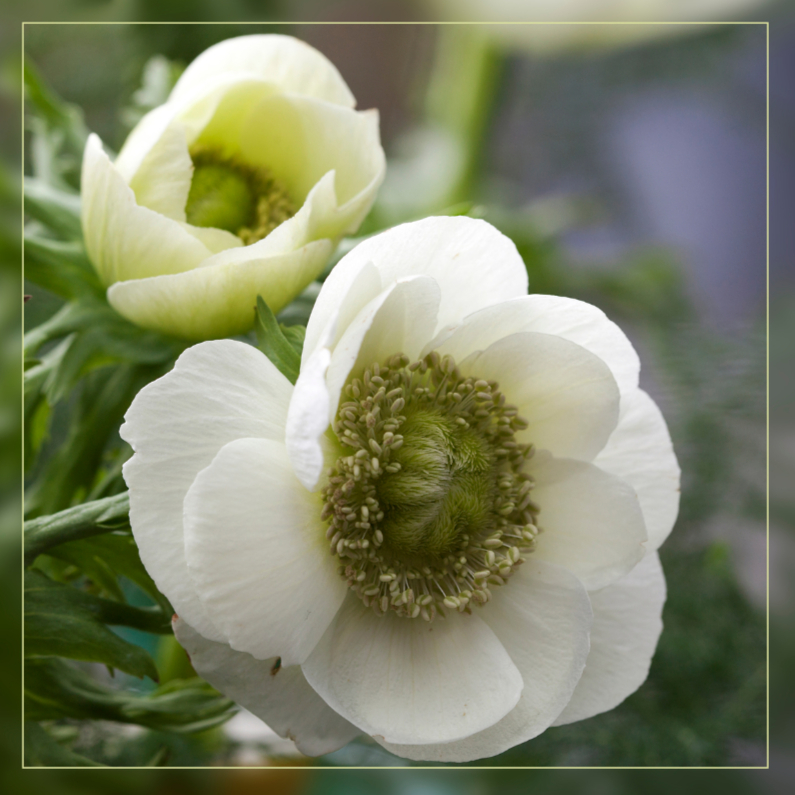 witte anemonen - Bloemenkaarten Bloemenkaarten - witte anemonen