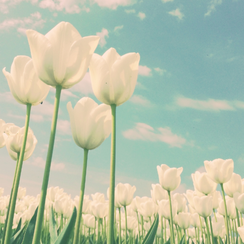 Bloemenkaarten - Witte tulpen voor moeder