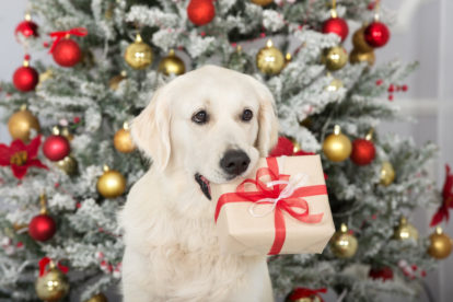 Kerstkaart met hond tips foto's
