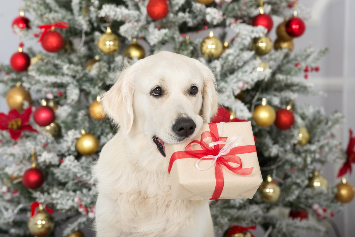 Kerstkaart met je hond tips voor je foto's Kaartje2go Blog