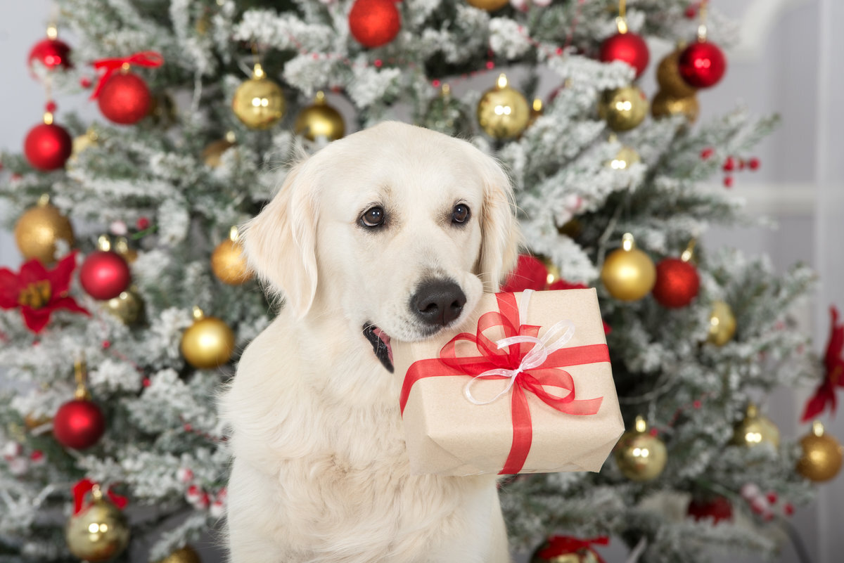 Kerstkaart met hond tips foto's