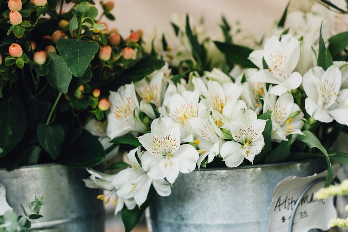 betekenis alstroemeria