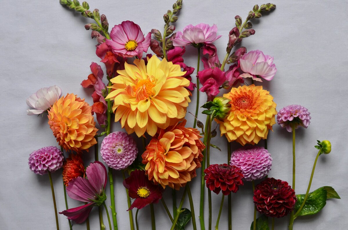 dahlia betekenis