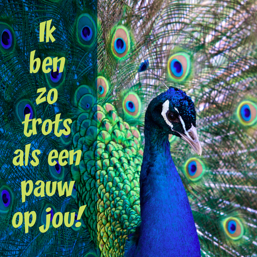 Trots als een pauw op jou - Coachingskaarten Coachingskaarten - Trots als een pauw op jou