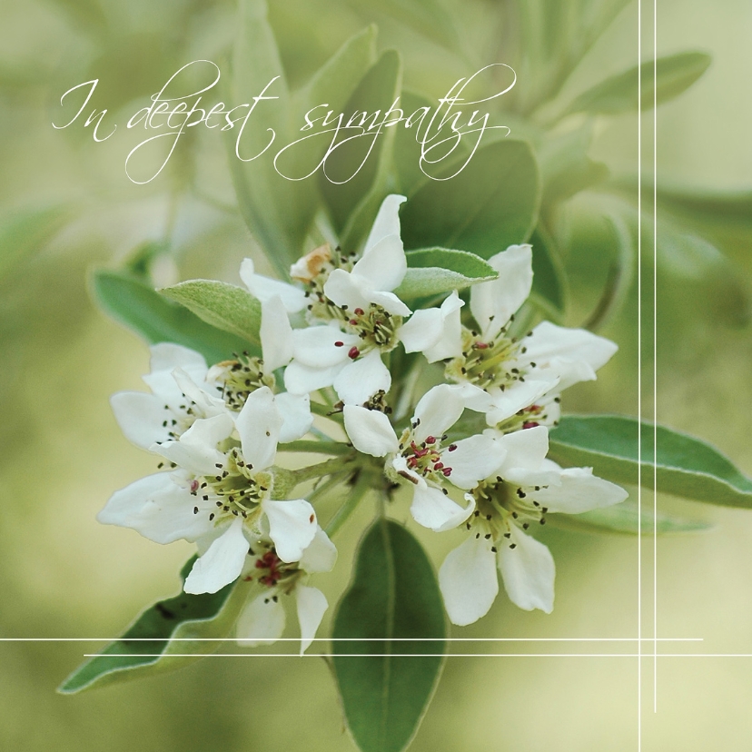 4k In deepest sympathy - Condoleancekaarten Condoleancekaarten - 4k In deepest sympathy