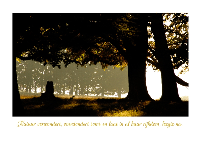 Condoleance Bomen in tegenlicht - Condoleancekaarten Condoleancekaarten - Condoleance Bomen in tegenlicht