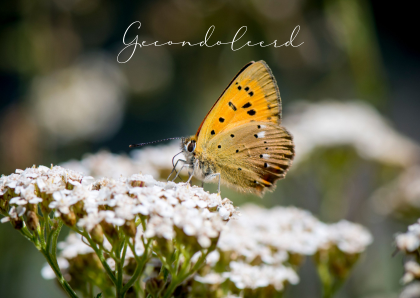Condoleancekaarten - Condoleance kaart met verstilde vlinder op witte bloemen
