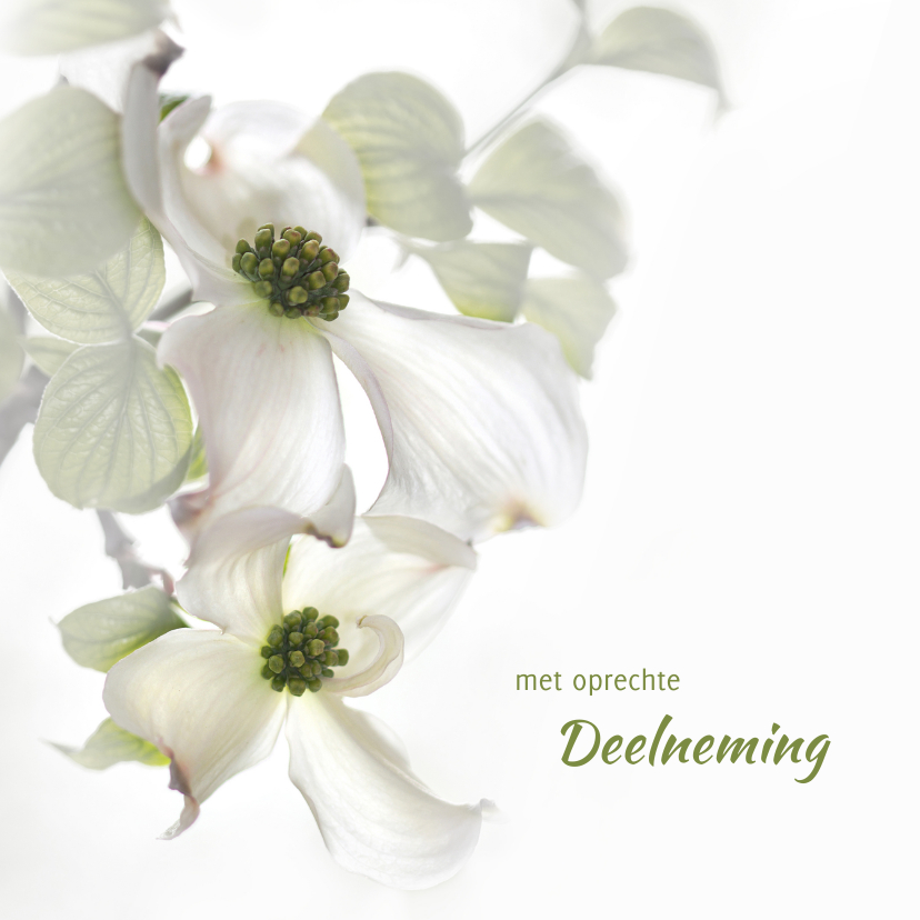 Condoleancekaarten - Condoleance met Cornusbloemen