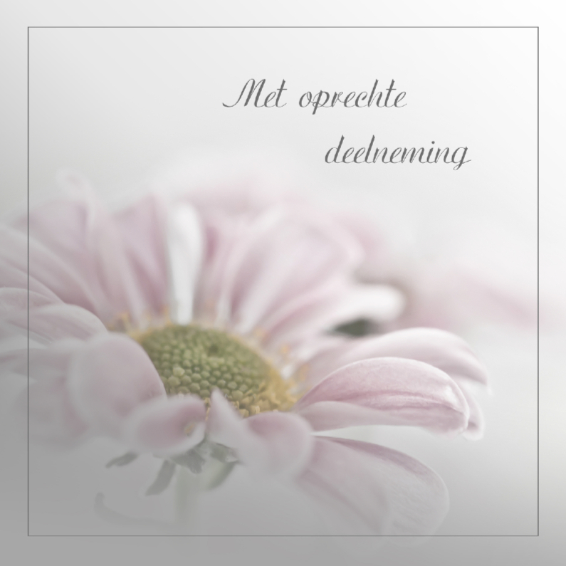Condoleance met roze chrysant - Condoleancekaarten Condoleancekaarten - Condoleance met roze chrysant