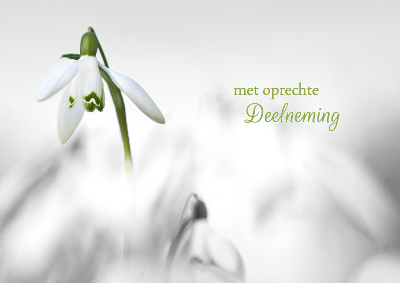 Condoleance met sneeuwklokjes - Condoleancekaarten Condoleancekaarten - Condoleance met sneeuwklokjes