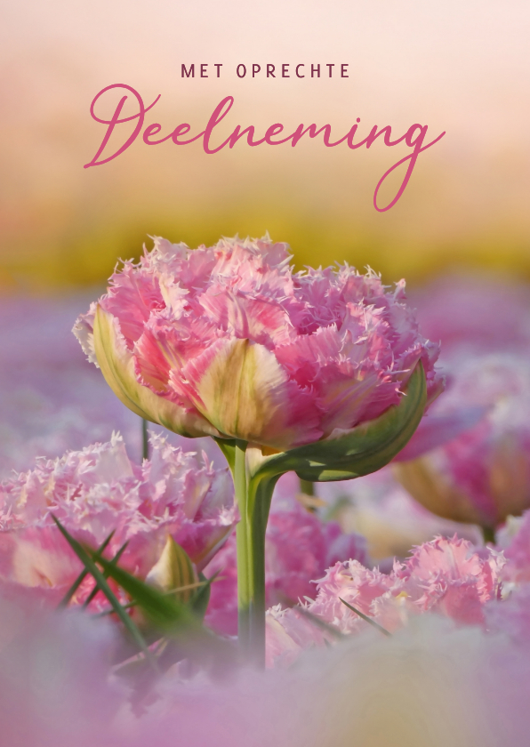 Condoleancekaarten - Condoleance roze tulp in het geel