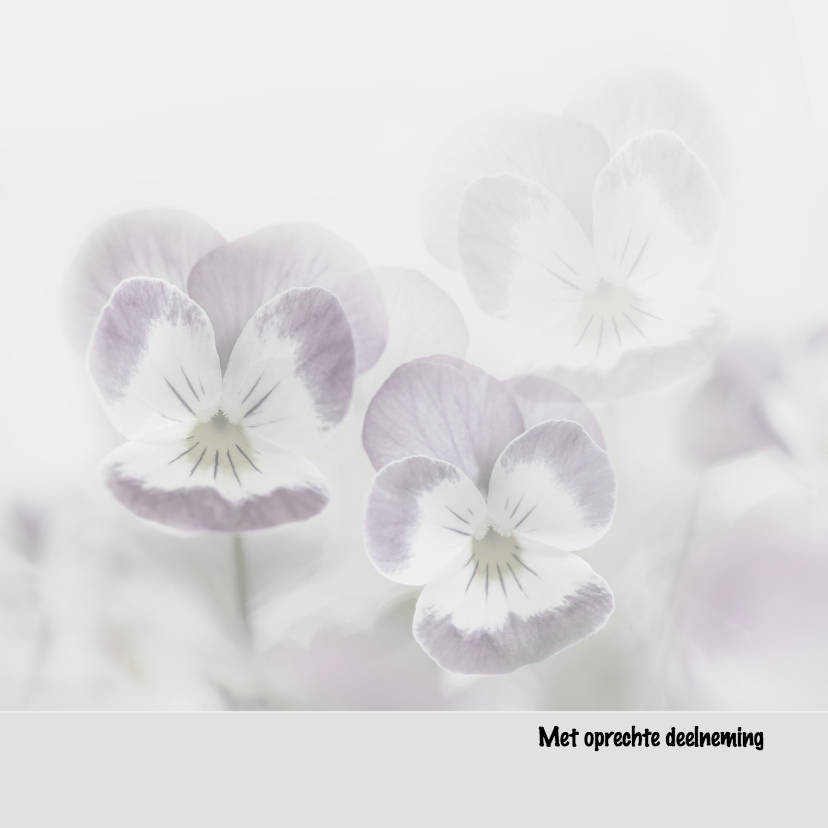 Condoleance violen - Condoleancekaarten Condoleancekaarten - Condoleance violen