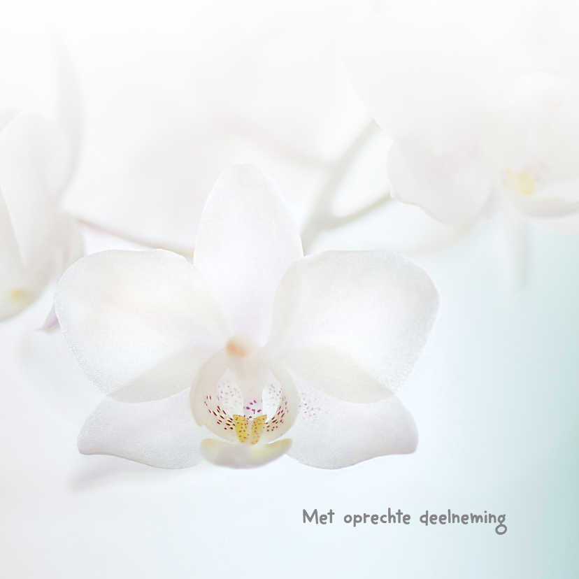 Condoleance witte orchidee - Condoleancekaarten Condoleancekaarten - Condoleance witte orchidee