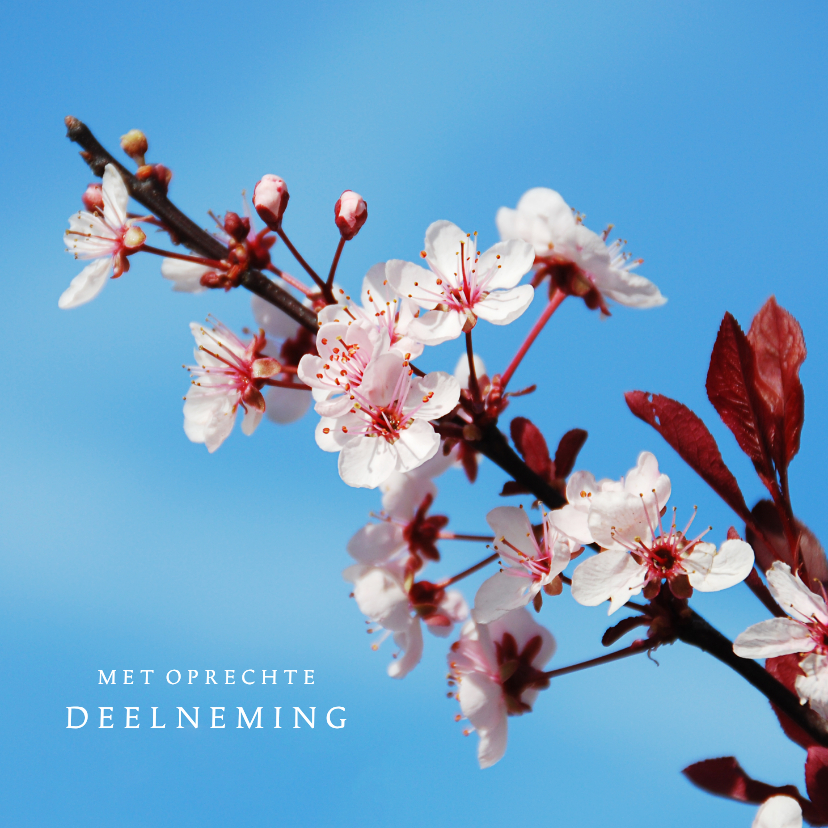 Condoleancekaarten - Condoleancekaart bloesem tegen blauwe lucht