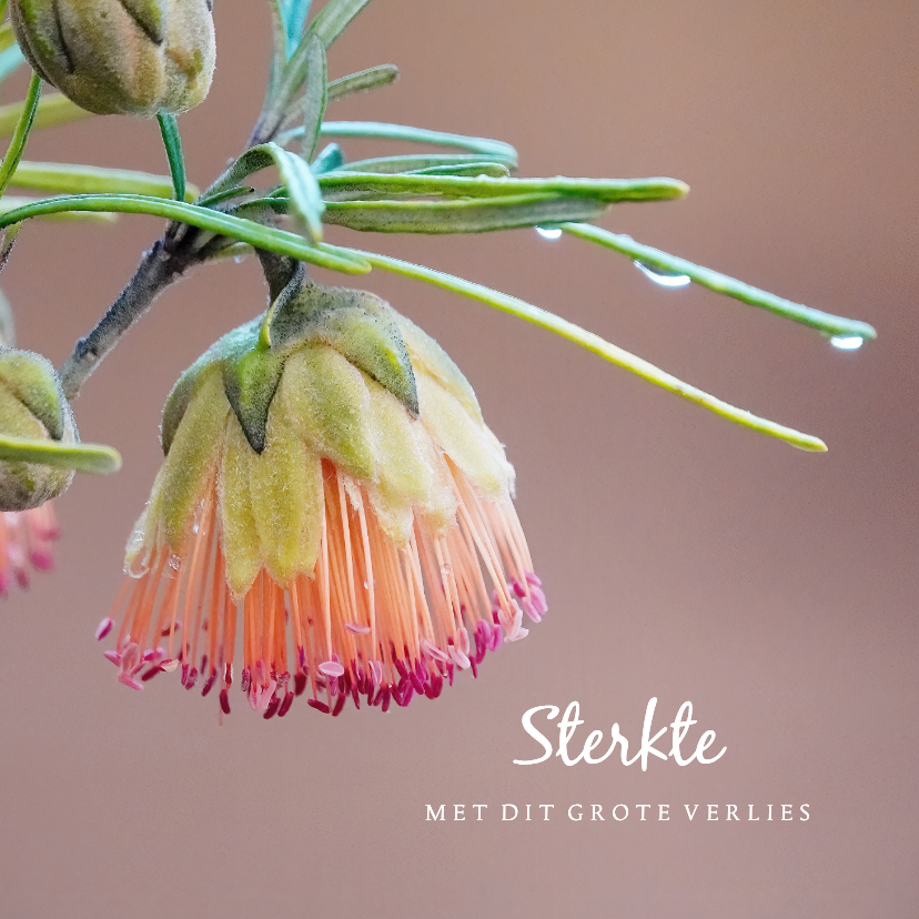 Condoleancekaarten - Condoleancekaart foto bloem sterkte met dit grote verlies