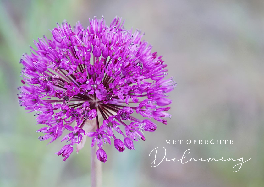 Condoleancekaart foto sierui met oprechte deelneming - Condoleancekaarten Condoleancekaarten - Condoleancekaart foto sierui met oprechte deelneming