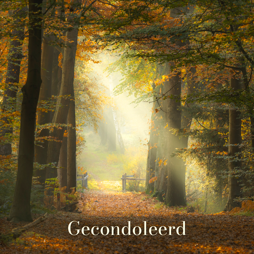 Condoleancekaarten - Condoleancekaart herfst zonnestralen