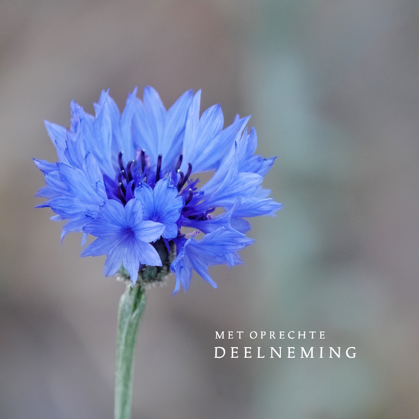 Condoleancekaarten - Condoleancekaart korenbloem met oprechte deelneming