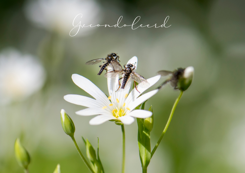 Condoleancekaarten - Condoleancekaart met witte bloem en insecten