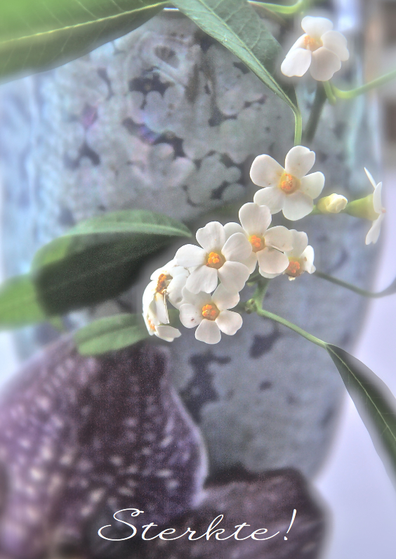 Condoleancekaart paarse orchidee - Condoleancekaarten Condoleancekaarten - Condoleancekaart paarse orchidee