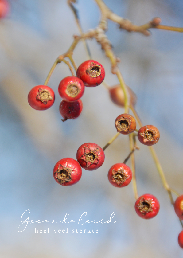 Condoleancekaarten - Condoleancekaart tak met rode besjes 