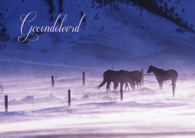 Condoleancekaarten - Condoleancekaart van paarden in de sneeuw