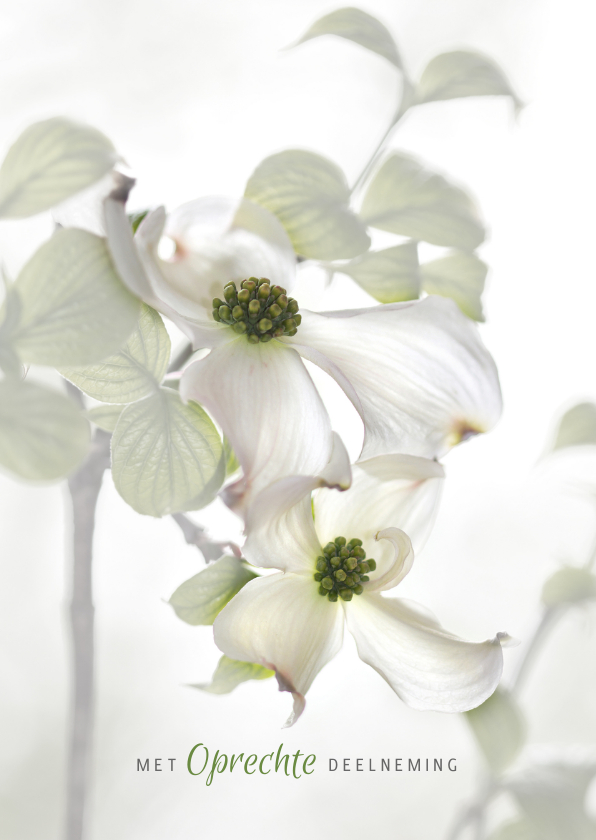 Condoleancekaarten - Condoleren met Cornus-bloemen