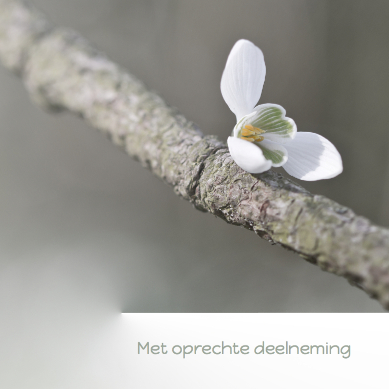 Condoleren met sneeuwklokje - Condoleancekaarten Condoleancekaarten - Condoleren met sneeuwklokje