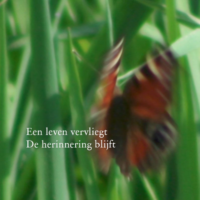 een leven vervliegt - vlinder - Condoleancekaarten Condoleancekaarten - een leven vervliegt - vlinder