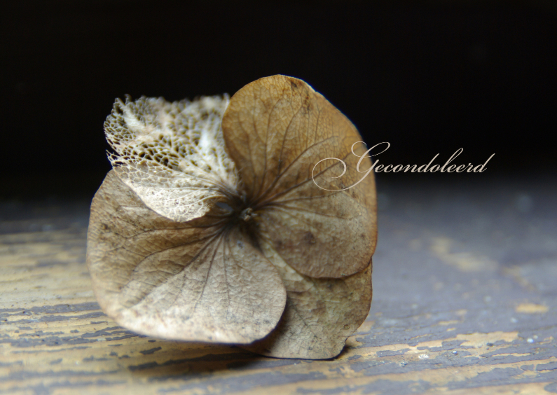 Gedroogde hortensia condoleancekaart - Condoleancekaarten Condoleancekaarten - Gedroogde hortensia condoleancekaart