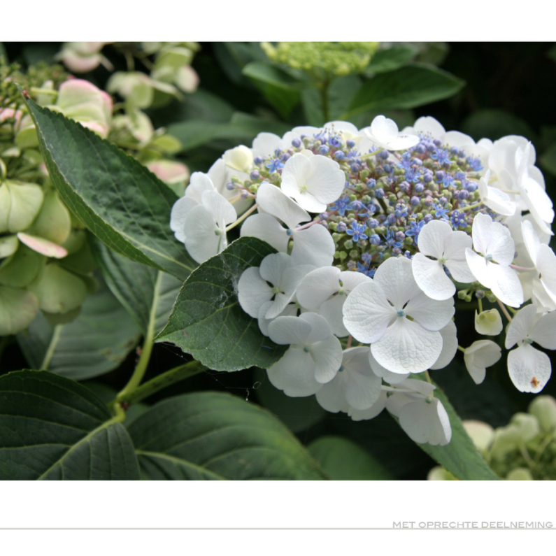 Hortensia met pijn in het hart - Condoleancekaarten Condoleancekaarten - Hortensia met pijn in het hart