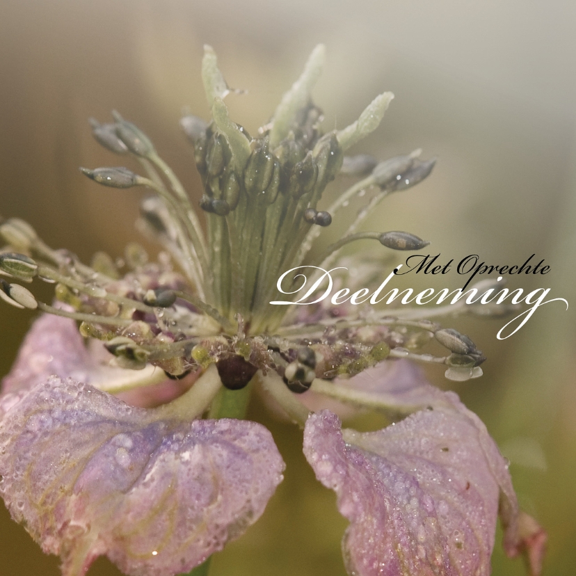 Oprechte deelneming Nigella - Condoleancekaarten Condoleancekaarten - Oprechte deelneming Nigella