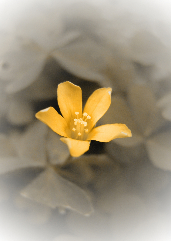 Oranje bloem rouwkaart - Condoleancekaarten Condoleancekaarten - Oranje bloem rouwkaart