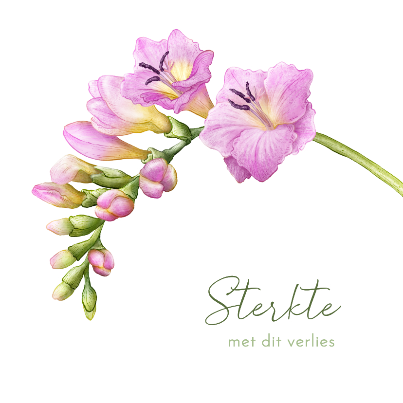 Sterkte condoleance kaart fresia roze bloemen - Condoleancekaarten Condoleancekaarten - Sterkte condoleance kaart fresia roze bloemen