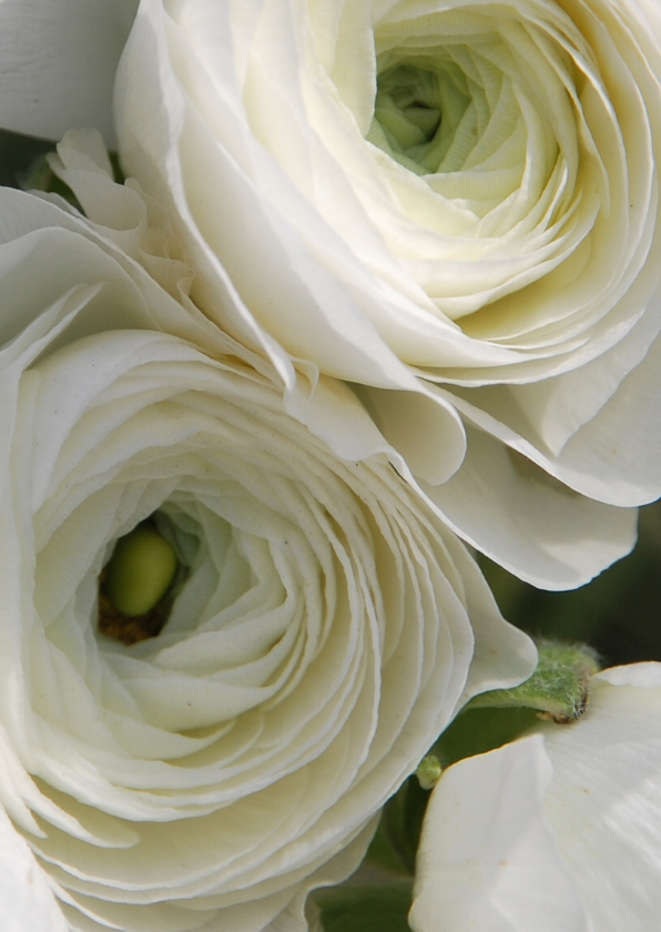Witte bloemen av - Condoleancekaarten Condoleancekaarten - Witte bloemen av