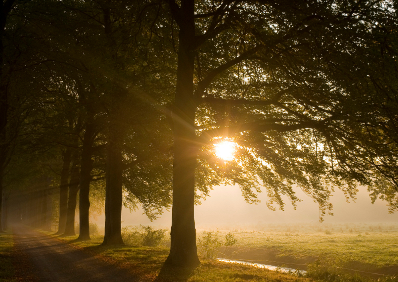 Zonlicht schijnt door pad met bomen - Condoleancekaarten Condoleancekaarten - Zonlicht schijnt door pad met bomen