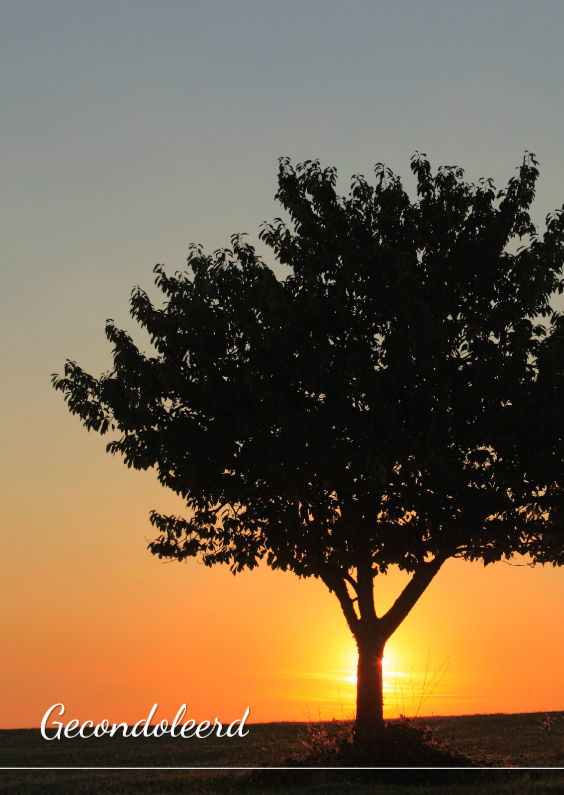 Zonsondergang achter een boom - Condoleancekaarten Condoleancekaarten - Zonsondergang achter een boom