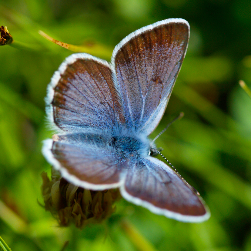 Blauwe vlinder 2 - Dierenkaarten Dierenkaarten - Blauwe vlinder 2