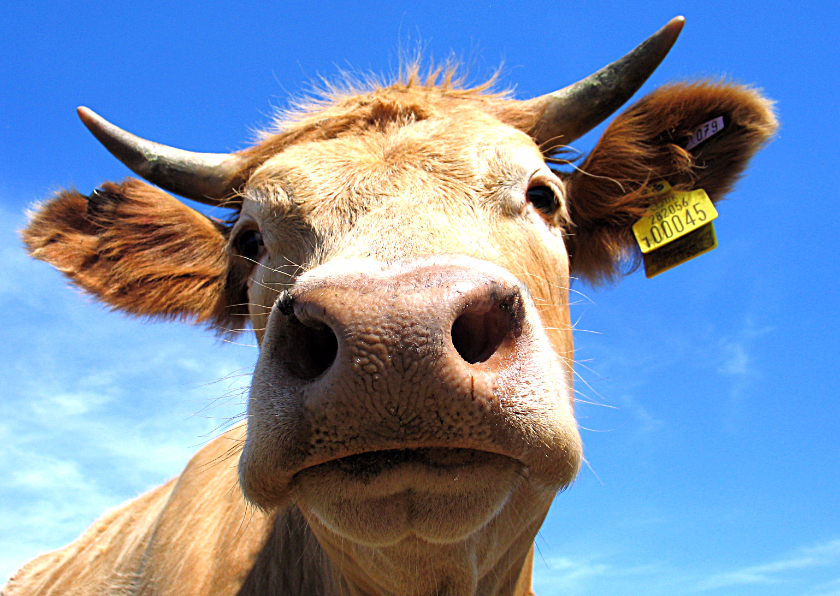 Boooee kaart - Dierenkaarten Dierenkaarten - Boooee kaart
