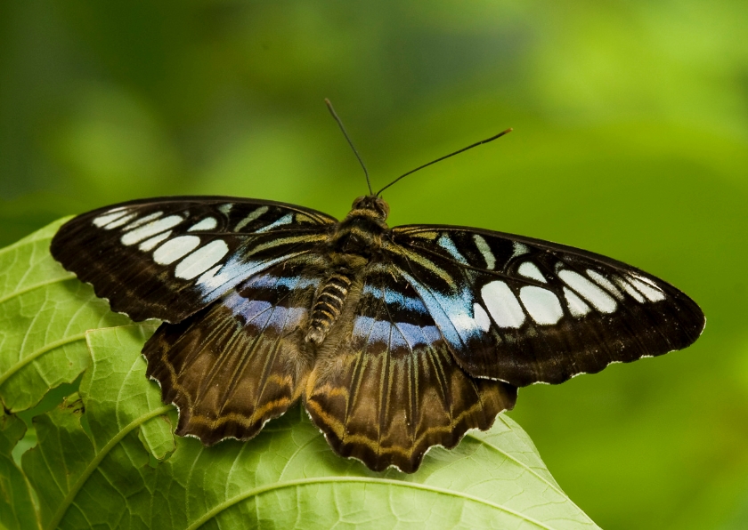 Bruin-blauw-witte vlinder - Dierenkaarten Dierenkaarten - Bruin-blauw-witte vlinder