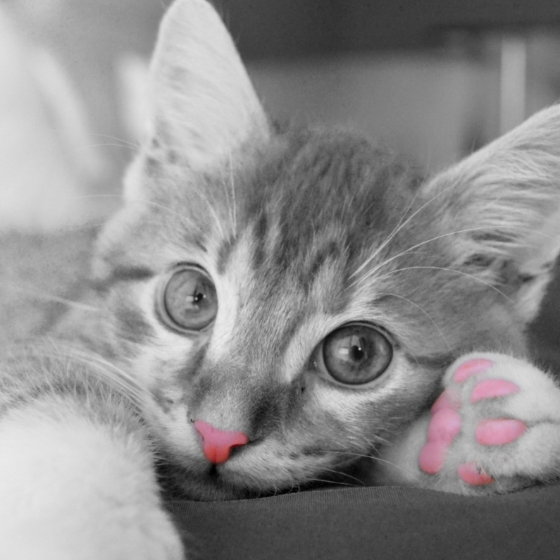Dierenkaarten - Come here baby - DH