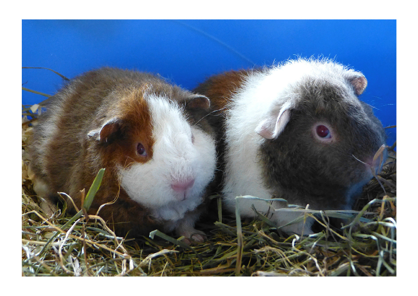 dieren Cavia broertjes - Dierenkaarten Dierenkaarten - dieren Cavia broertjes
