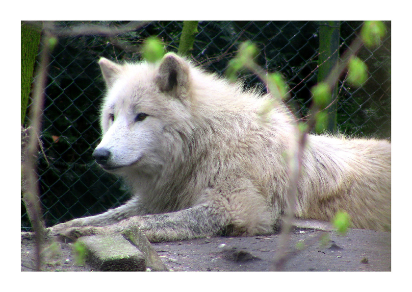 Dierenkaarten - Dieren Fotokaart witte wolf