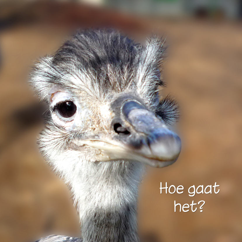 Dierenkaarten - Dieren nieuwsgierige Struisvogel