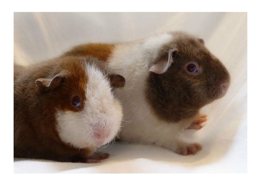 Dieren schattige cavia - Dierenkaarten Dierenkaarten - Dieren schattige cavia
