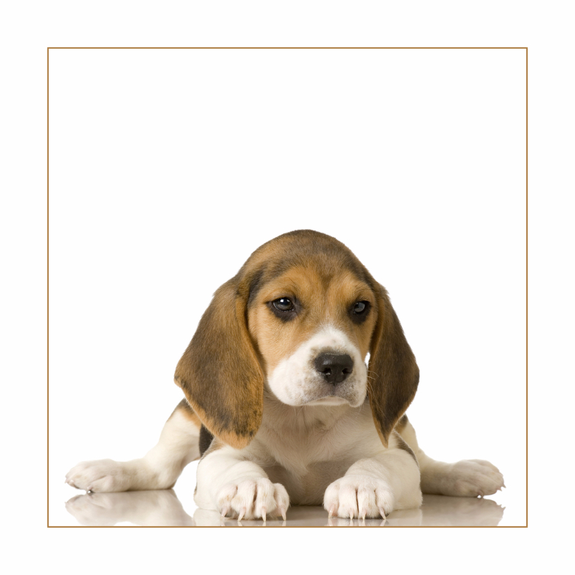 Dierenkaarten - Dierenkaart beagle Puppy